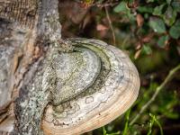 Baumschwamm mit Ring- und Kreismuster an totem Baumstamm